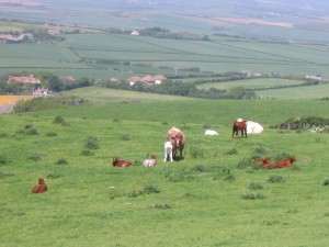Cows crazing on the downs at Blackgang Chine on the Isle of Wight